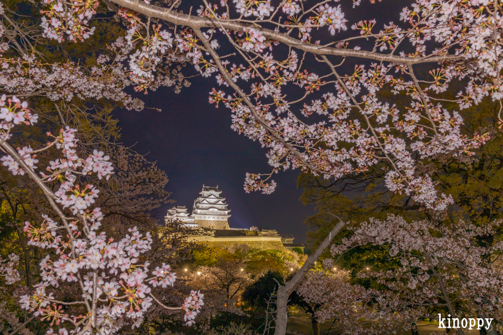 姫路城 桜 8