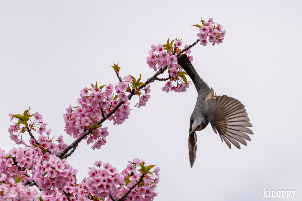 児島湖 河津桜 ヒヨドリ 2
