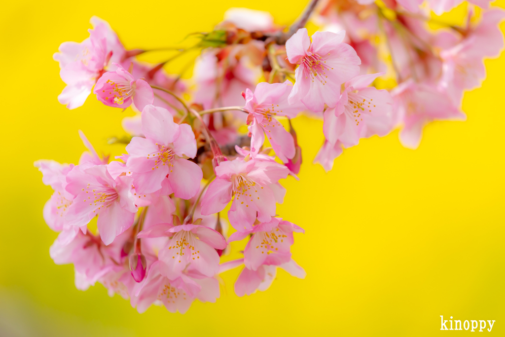 河津桜 3