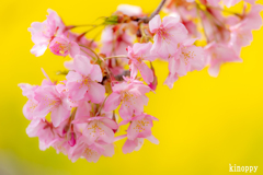 河津桜 3