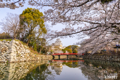 姫路城 桜