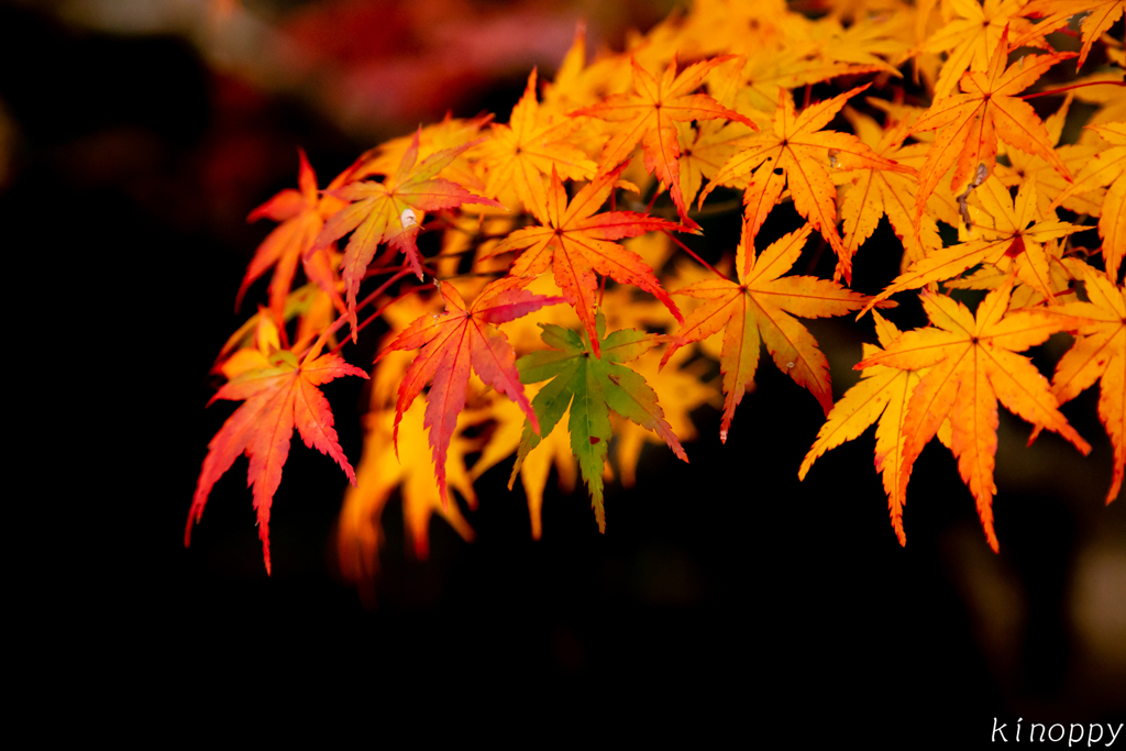 仁比山神社 紅葉 7