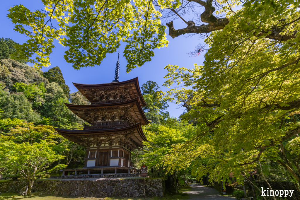 西明寺 新緑