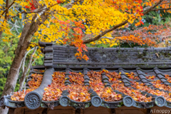 西光寺 紅葉 2
