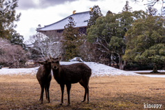 奈良公園 2