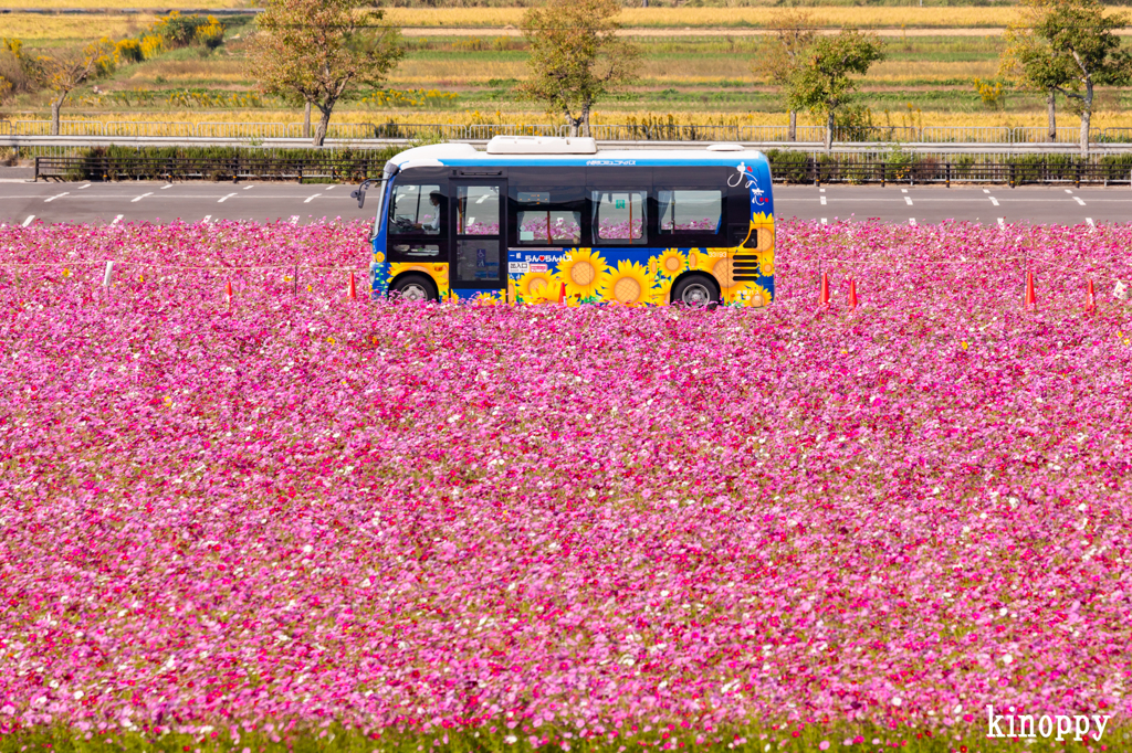 ひまわりの丘公園 コミュニティバス 2