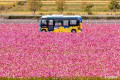 ひまわりの丘公園 コミュニティバス 2