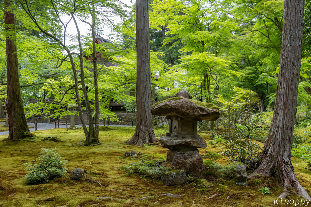 三千院 新緑 6