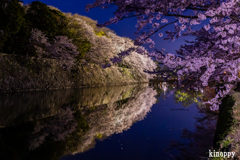 彦根城 桜 ライトアップ 3