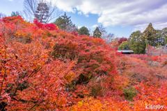 東福寺 紅葉