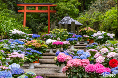 岡寺 あぢさゐ回廊 2