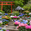 岡寺 あぢさゐ回廊 2
