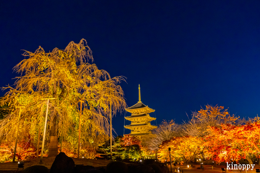 東寺 紅葉 ライトアップ 5