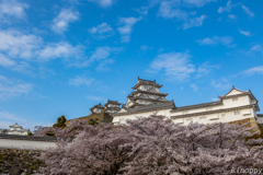 姫路城 桜 3