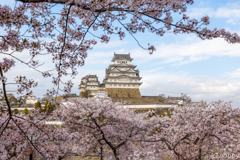 姫路城 桜