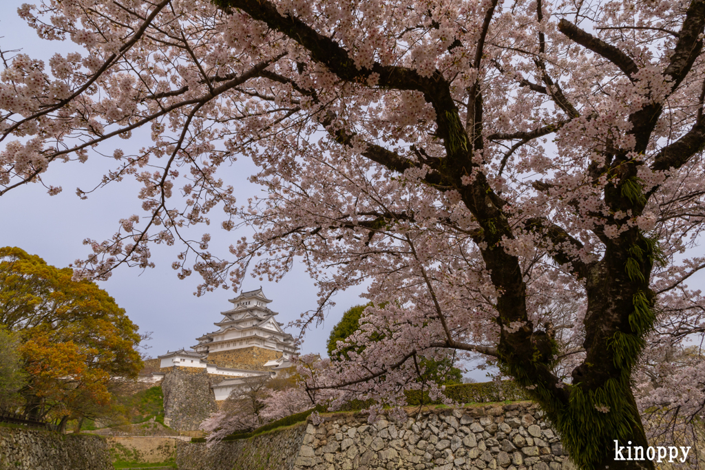 姫路城 桜 6