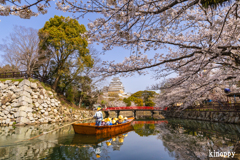 姫路城 桜 2