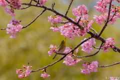 白野江植物公園 河津桜 メジロ