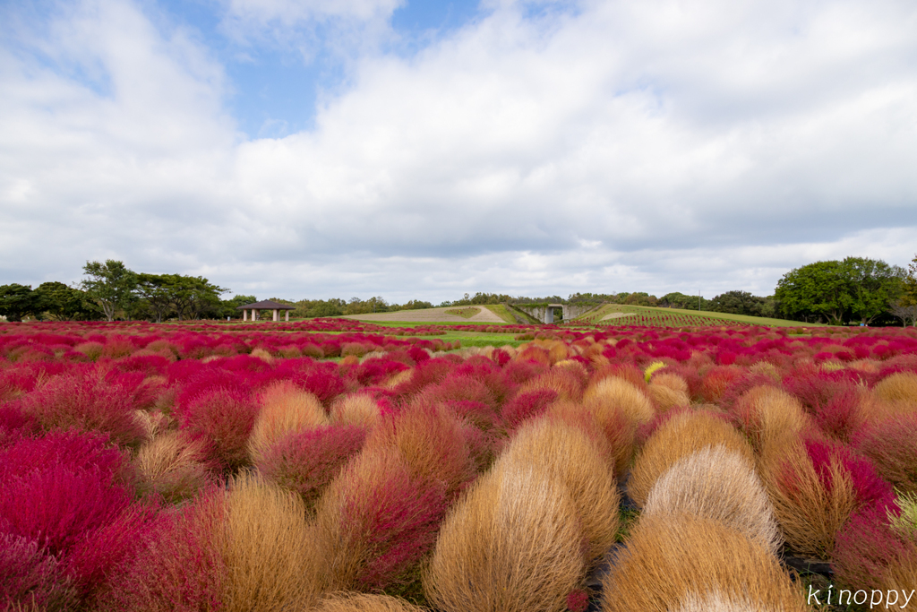 海の中道海浜公園 コキア