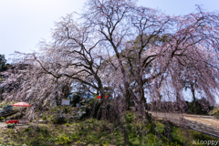 法華原華庭園 身延桜