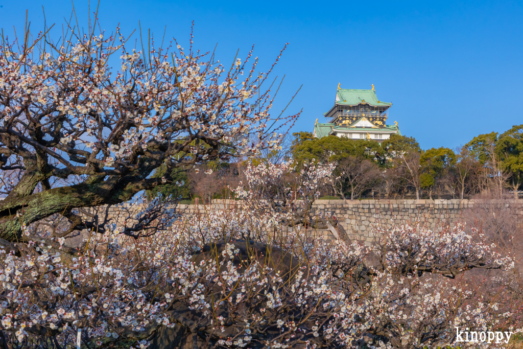 大阪城公園梅林