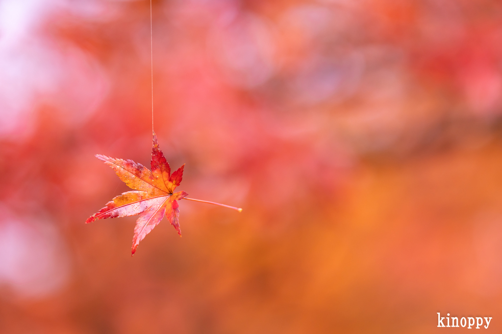 高源寺 紅葉 15