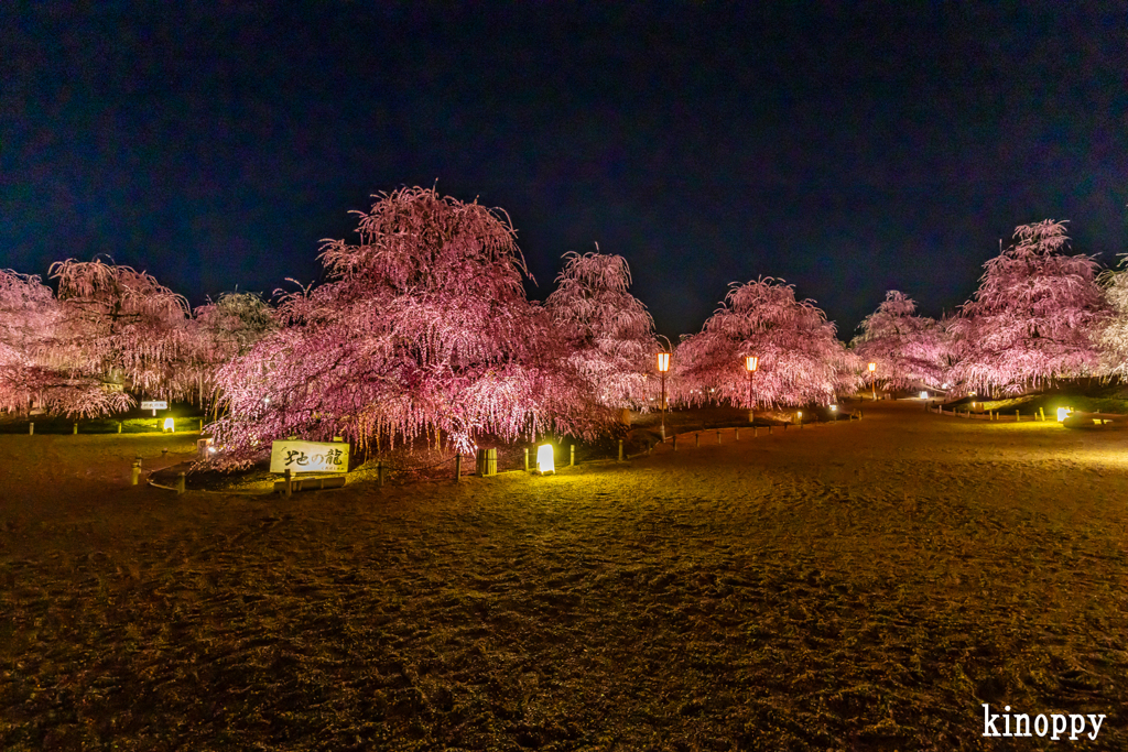 鈴鹿の森庭園 15