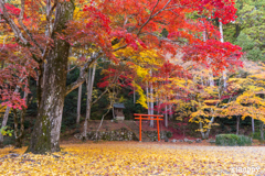洞光寺 紅葉