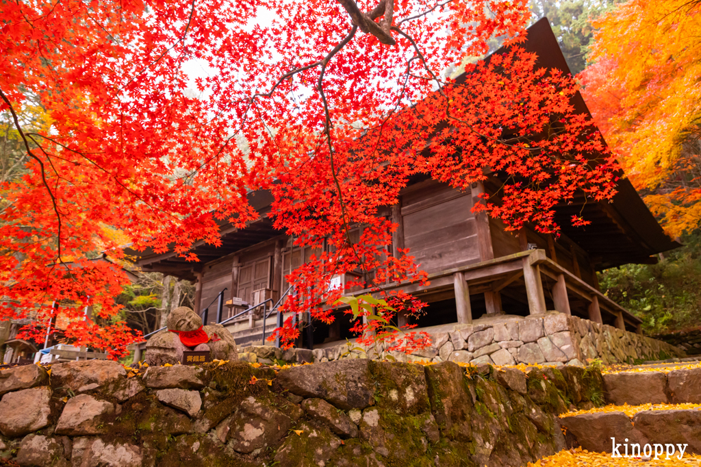 大国寺 紅葉