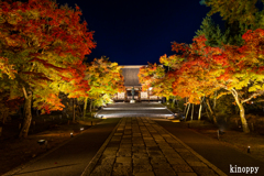 仁和寺 ライトアップ 7