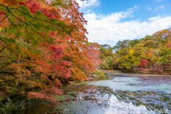 神戸市立森林植物園 紅葉 2
