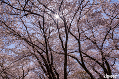 彦根城 桜 11
