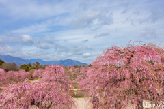 鈴鹿の森庭園 3