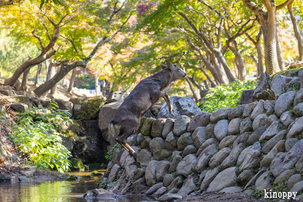 奈良公園 11