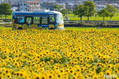 ひまわりの丘公園 7