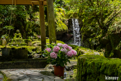 岡寺 あぢさゐ回廊 7