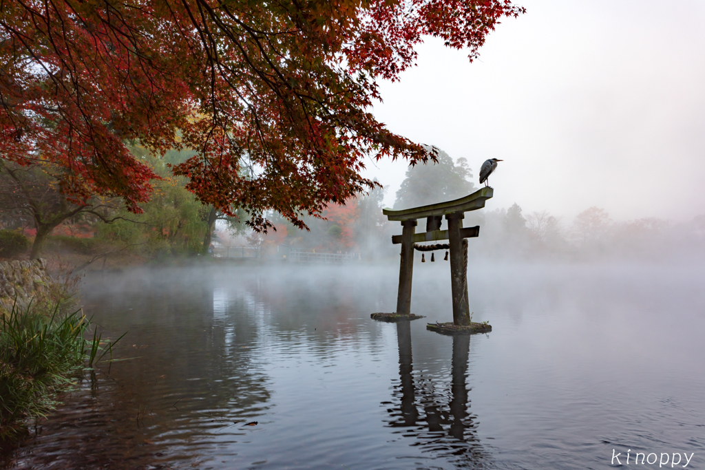 湯布院 金鱗湖 紅葉