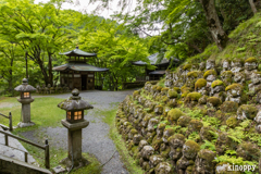 愛宕念仏寺 新緑