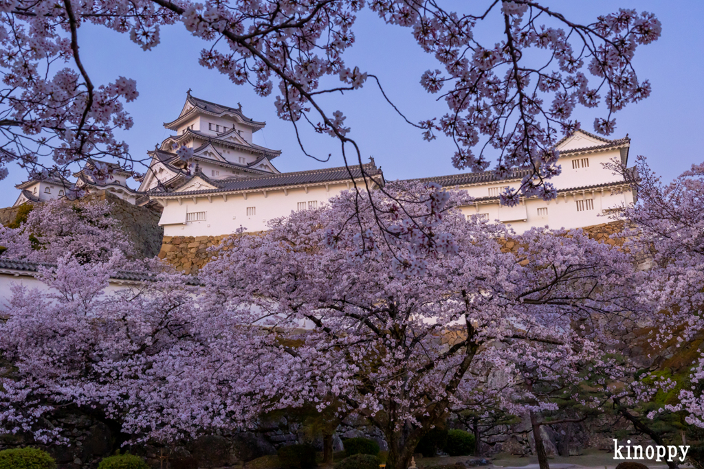 姫路城 桜 6