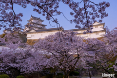 姫路城 桜 6