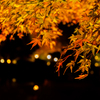 好古園 紅葉 ライトアップ 6