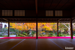 圓光寺 紅葉