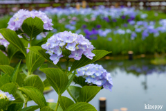 山田池公園 花しょうぶ園 3