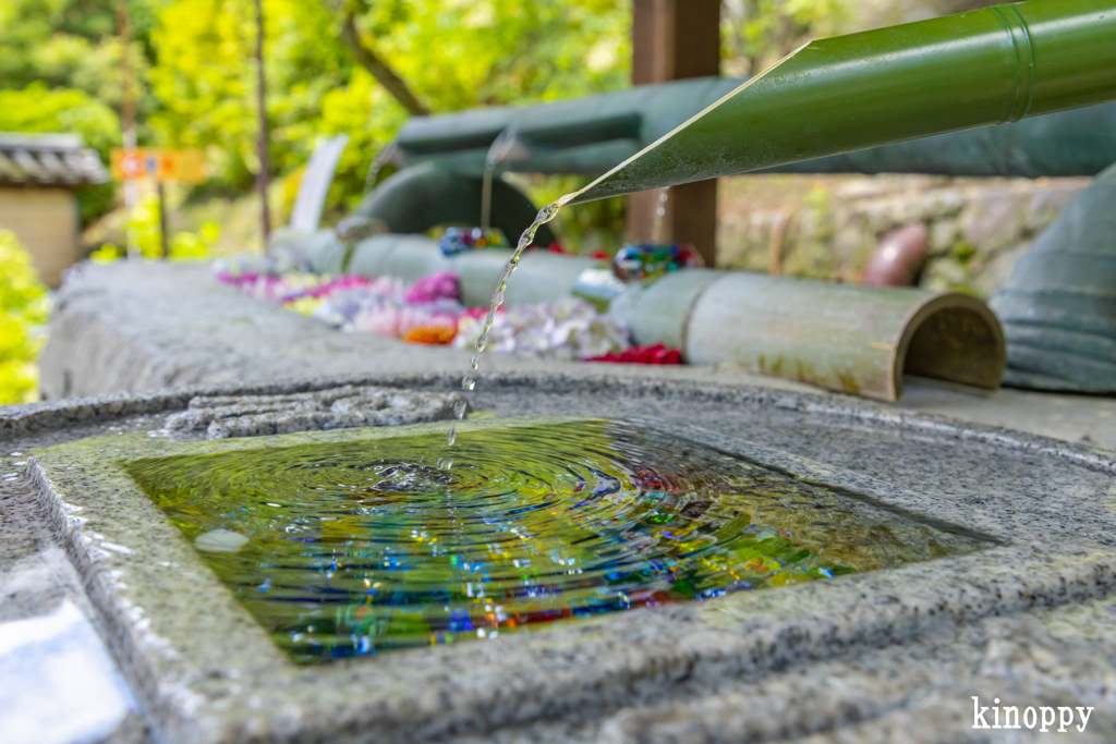 岡寺 あぢさゐ回廊 5