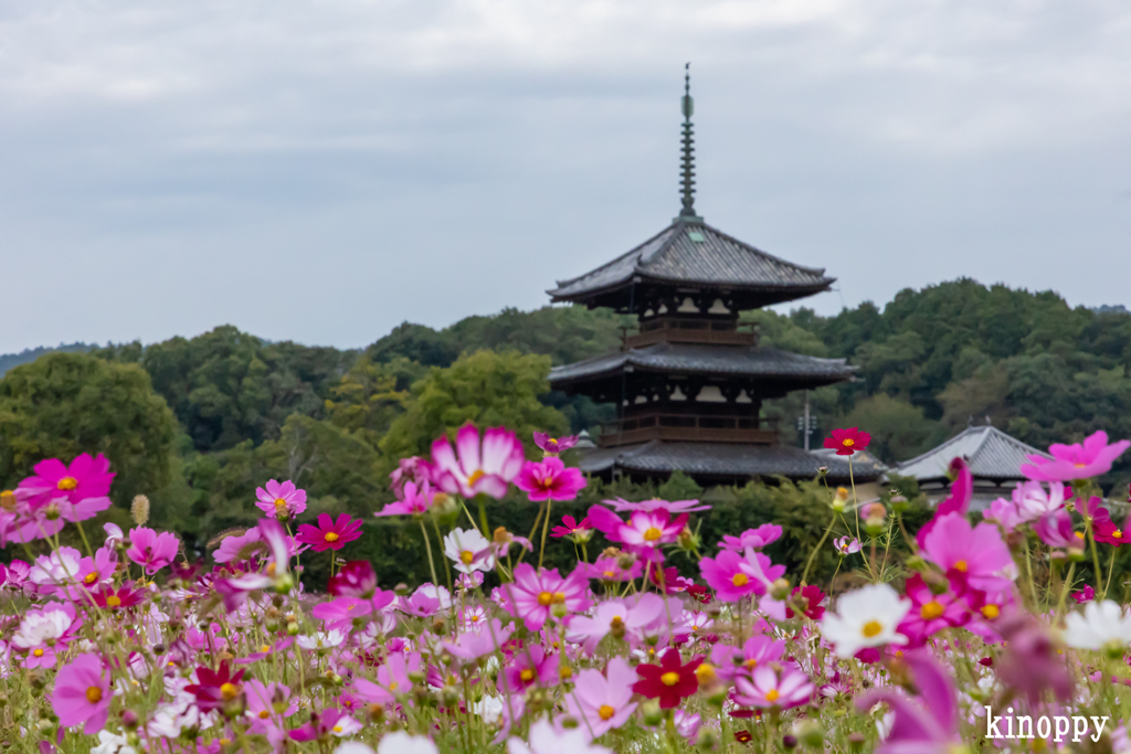 法起寺 コスモス 3