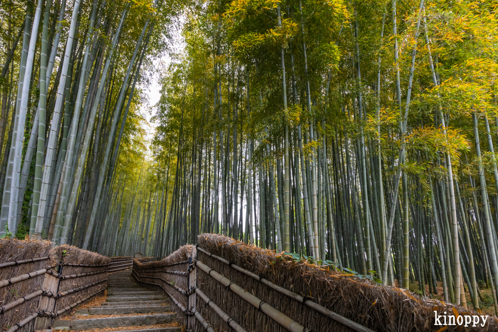 あだし野念仏寺 竹林