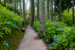 呑山観音寺 アジサイ 2