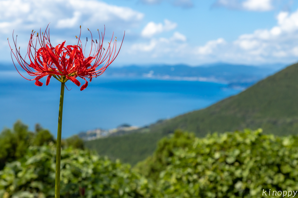 鉢巻山 彼岸花