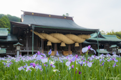 宮地嶽神社 菖蒲