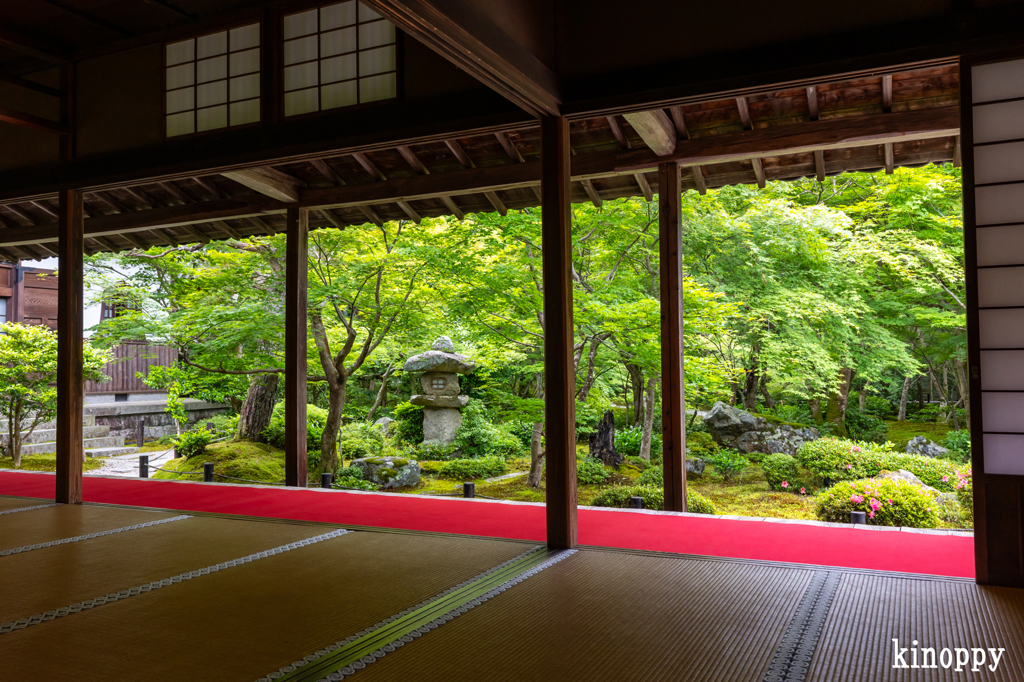 圓光寺 新緑 3